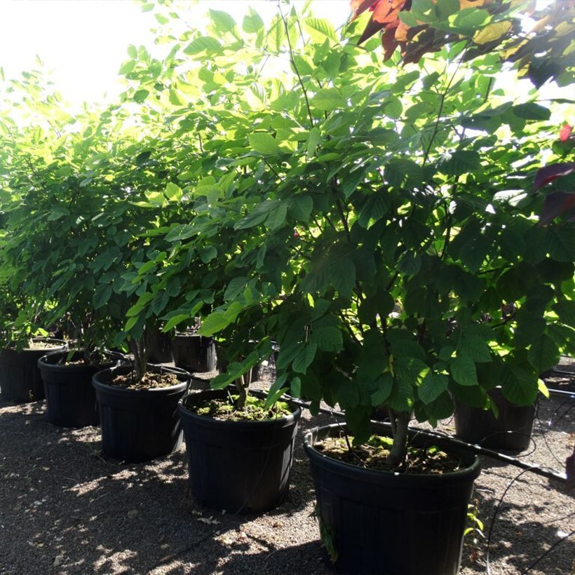 Cladrastis kentukea Contenedor 80L/90L Ejemplar entregado en la primavera
