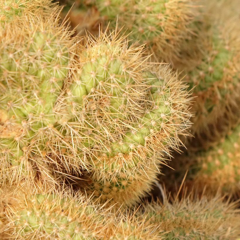 Cactus - Cleistocactus winteri f. cristata (Follaje)