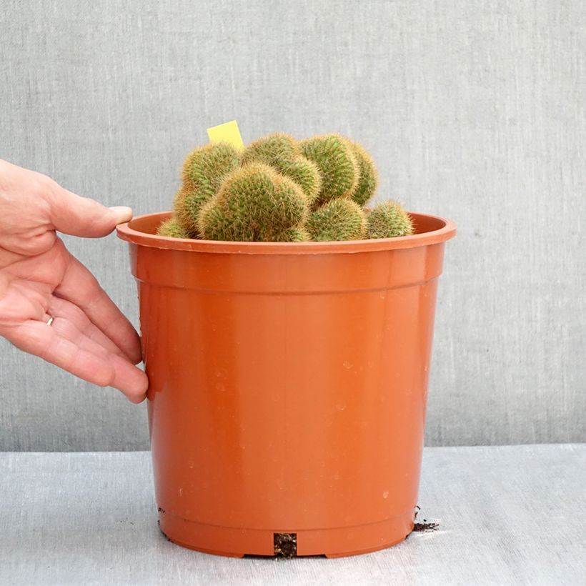Ejemplar de Cactus - Cleistocactus winteri f. cristata Maceta 4L/5L entregado en otoño