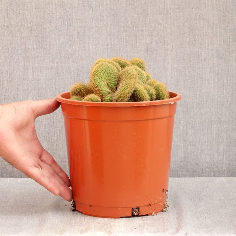 Ejemplar de Cactus - Cleistocactus winteri f. cristata Maceta 4L/5L entregado en verano