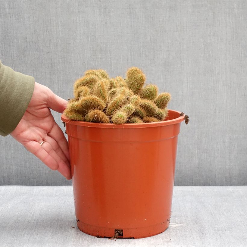 Cactus - Cleistocactus winteri f. cristata Maceta 4L/5L Ejemplar entregado en invierno