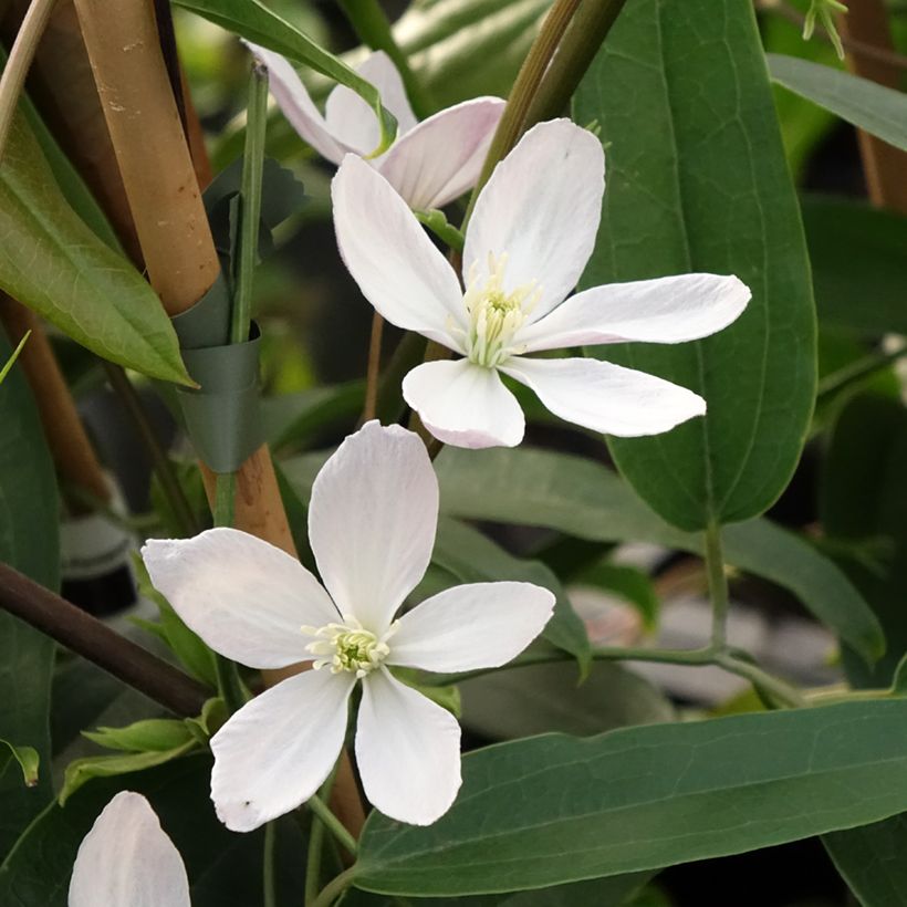 Clematis armandii Apple Blossom - Clemátide de Armand (Floración)