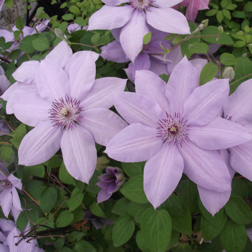 Clematis Bernardine (Floración)
