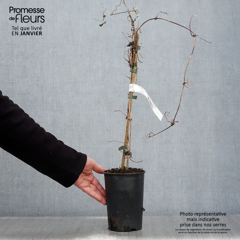 Clematis Pink Perfection Maceta 1,5L/2L Ejemplar entregado en invierno