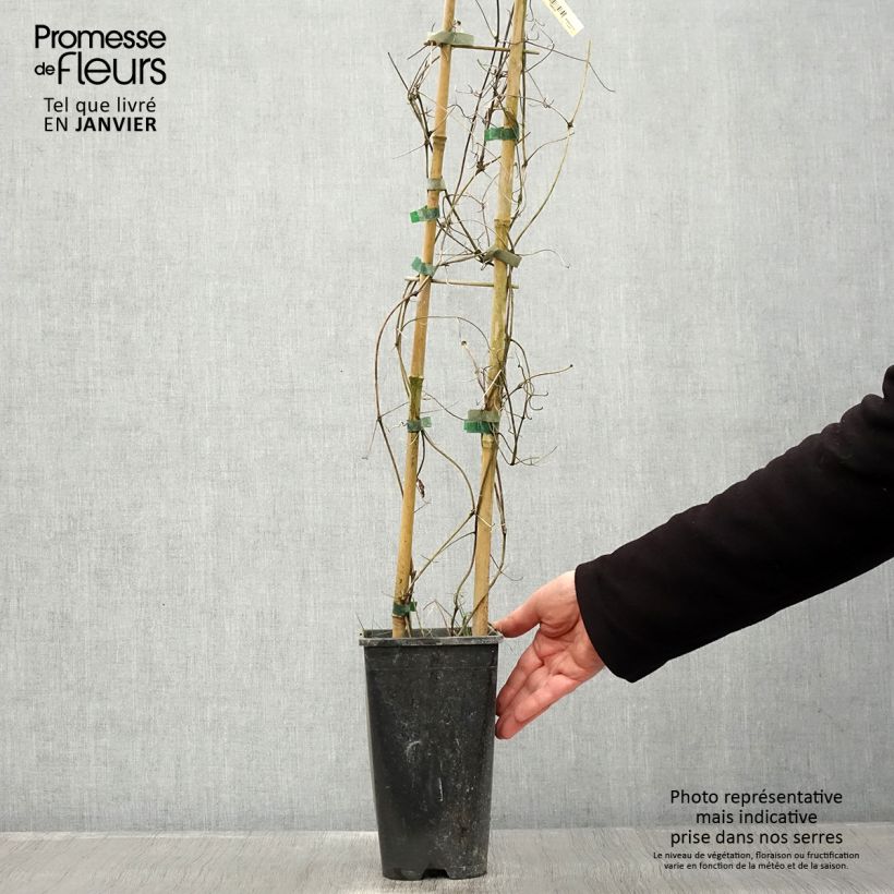 Clematis Bee's Jubilée Maceta 2L/3L Ejemplar entregado en invierno