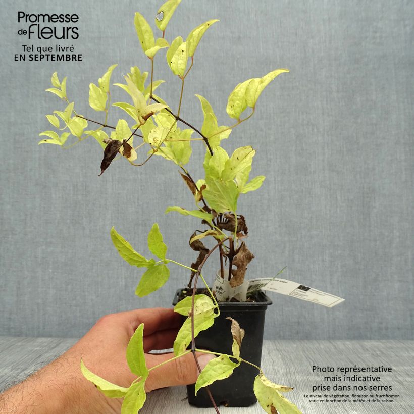 Ejemplar de Clematis Blekitny aniol Maceta de 8/9 cm entregado en otoño