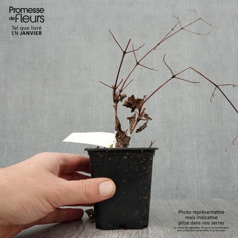 Clematis Blekitny aniol Maceta de 8/9 cm Ejemplar entregado en invierno