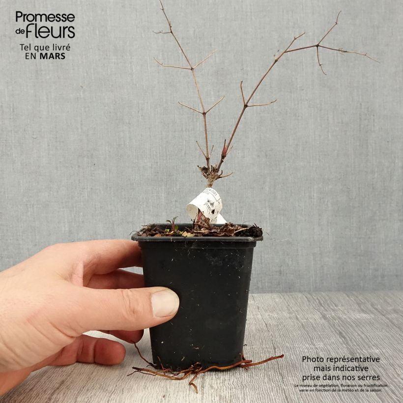 Clematis Blekitny aniol Maceta de 8/9 cm Ejemplar entregado en la primavera