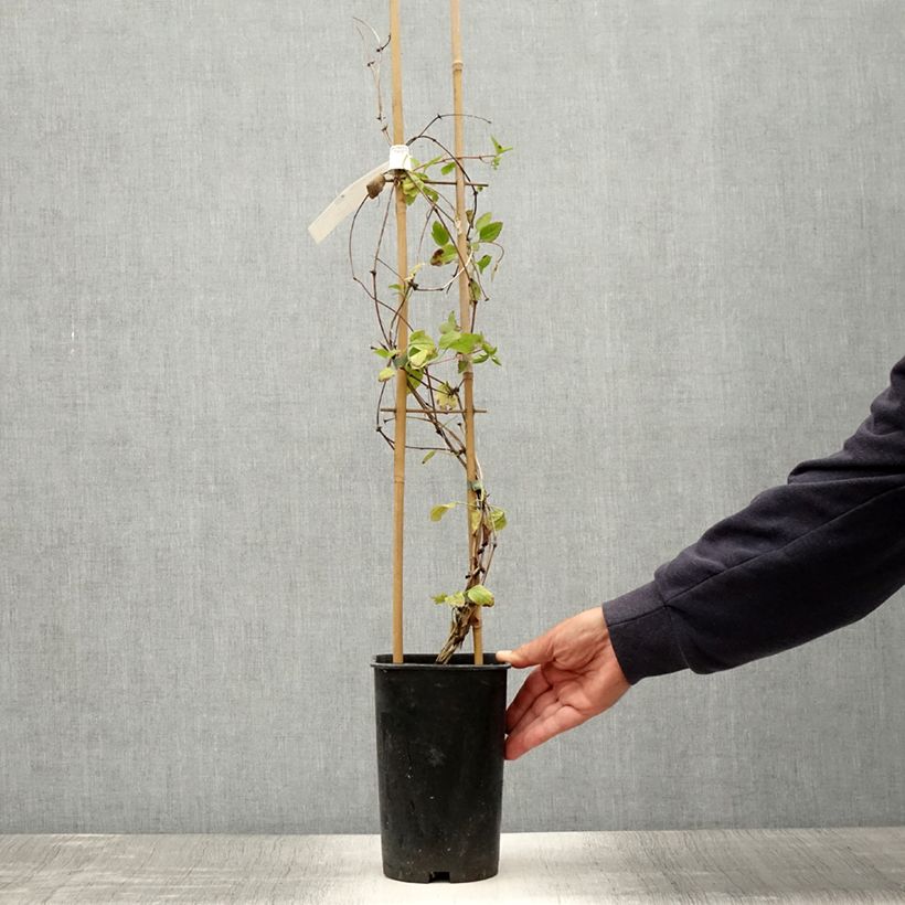 Ejemplar de Clematis cirrhosa Wisley Cream - Aján Maceta 2L/3L entregado en verano