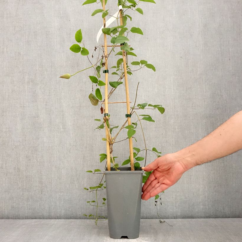 Clematis Abilène Maceta 2L/3L Ejemplar entregado en la primavera