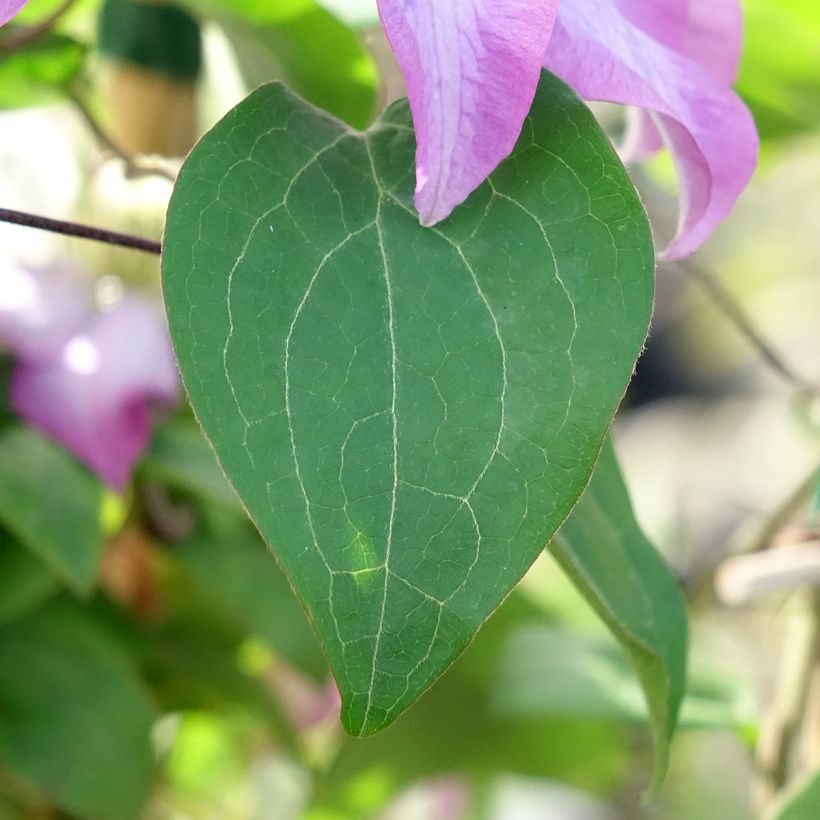 Clematis Abilène (Follaje)