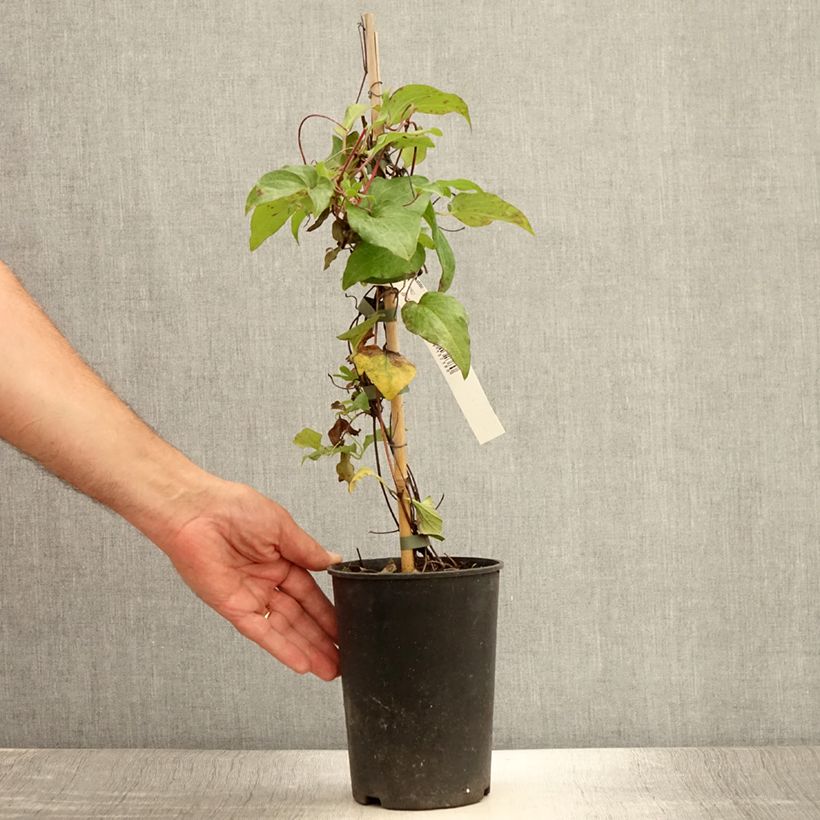 Ejemplar de Clematis Alice Fisk Maceta 2L/3L entregado en verano