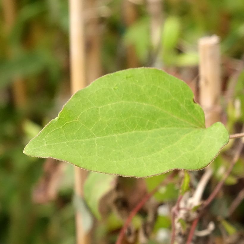 Clematis Alice Fisk (Follaje)
