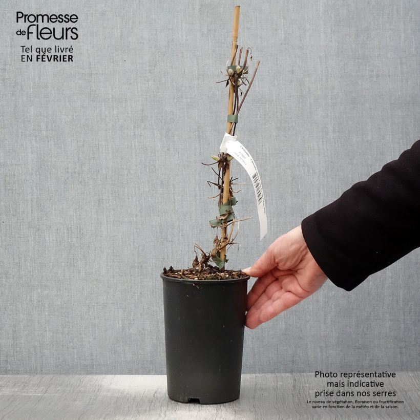 Clematis Francis Rivis Maceta 2L/3L Ejemplar entregado en invierno