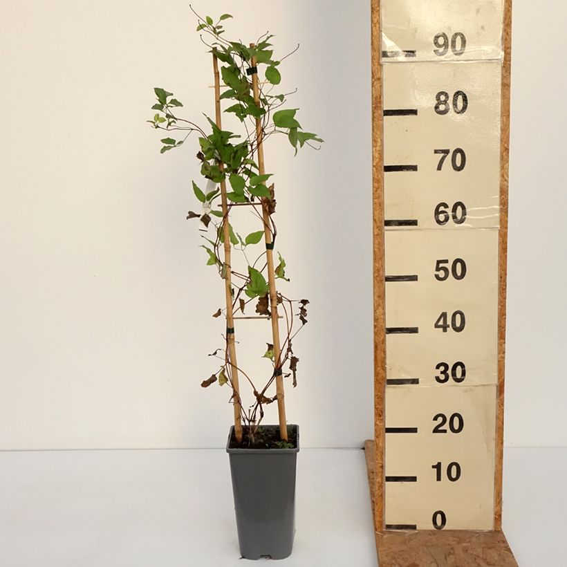 Ejemplar de Clematis Anna Louise Evithree Maceta 3L/4L entregado en otoño