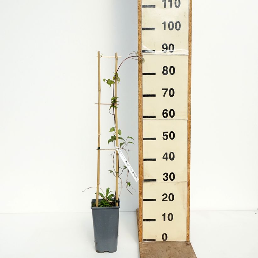 Clematis Anna Louise Evithree Maceta 3L/4L Ejemplar entregado en la primavera