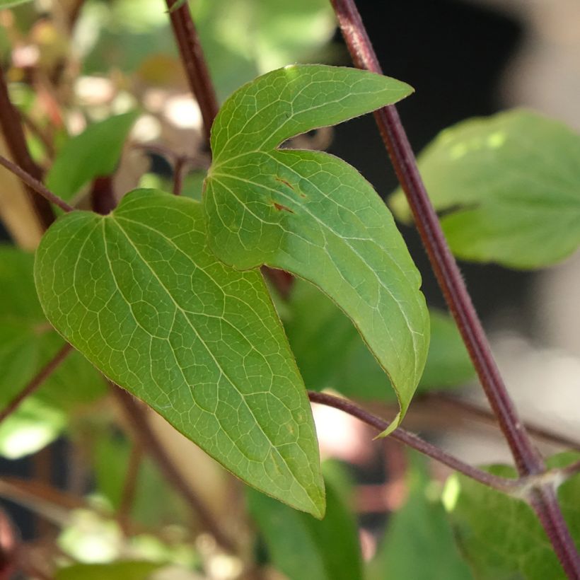 Clematis Anna Louise Evithree (Follaje)