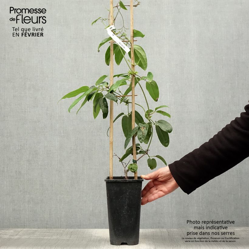 Clematis armandii Hendersonii Rubra - Clemátide de Armand Maceta 2L/3L Ejemplar entregado en invierno