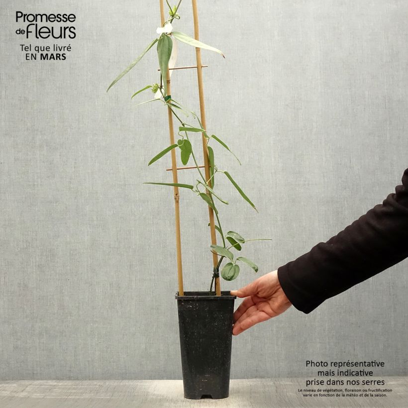 Clematis armandii Hendersonii Rubra - Clemátide de Armand Maceta 2L/3L Ejemplar entregado en la primavera