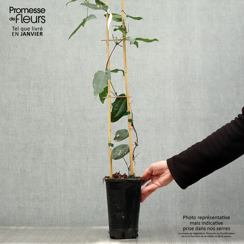 Clematis armandii Little White Charm - Clemátide de Armand Maceta 2L/3L Ejemplar entregado en invierno