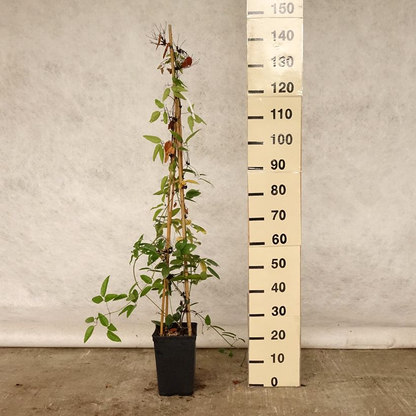 Ejemplar de Clematis armandii - Clemátide de Armand Maceta 4L/5L entregado en verano