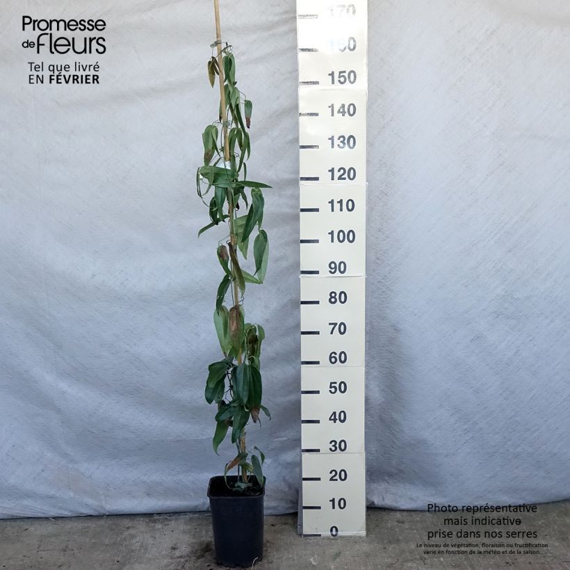 Clematis armandii - Clemátide de Armand Maceta 4L/5L Ejemplar entregado en invierno