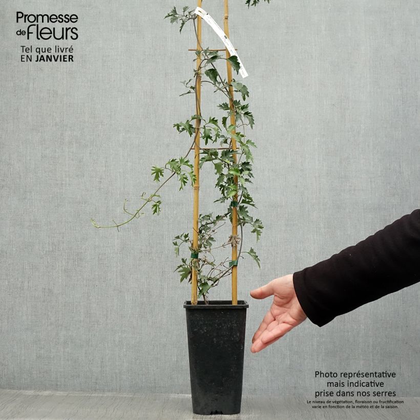 Clematis Avalanche Maceta 2L/3L Ejemplar entregado en invierno