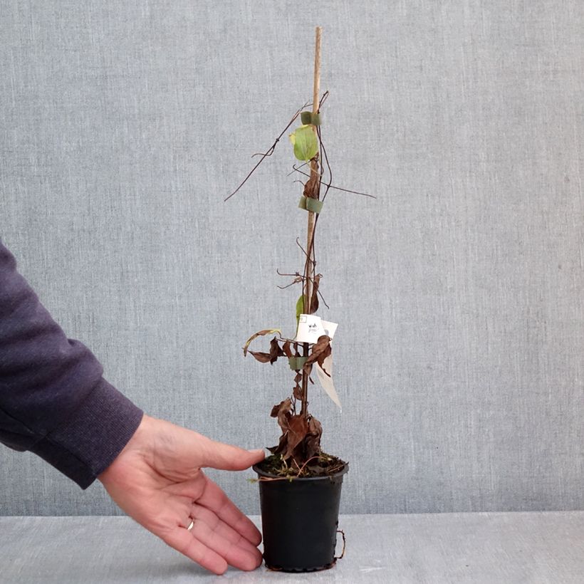 Ejemplar de Clematis Barbara Harrington Maceta de 8/9 cm entregado en otoño