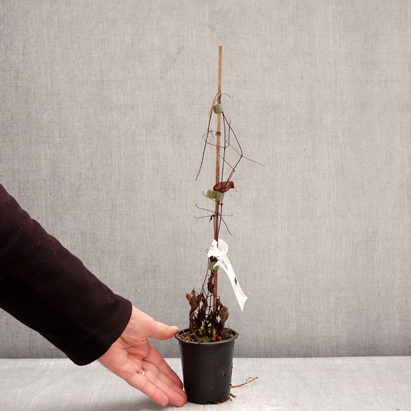 Clematis Barbara Harrington Maceta de 8/9 cm Ejemplar entregado en invierno