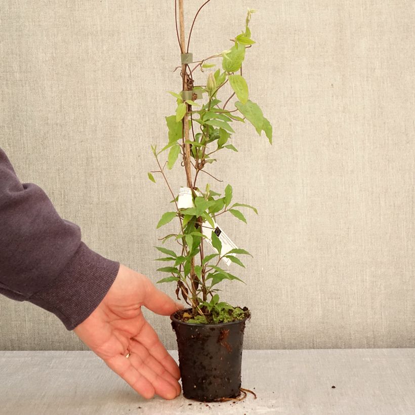 Clematis Barbara Harrington Maceta de 8/9 cm Ejemplar entregado en la primavera