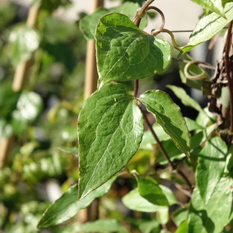 Clematis Barbara Harrington (Follaje)