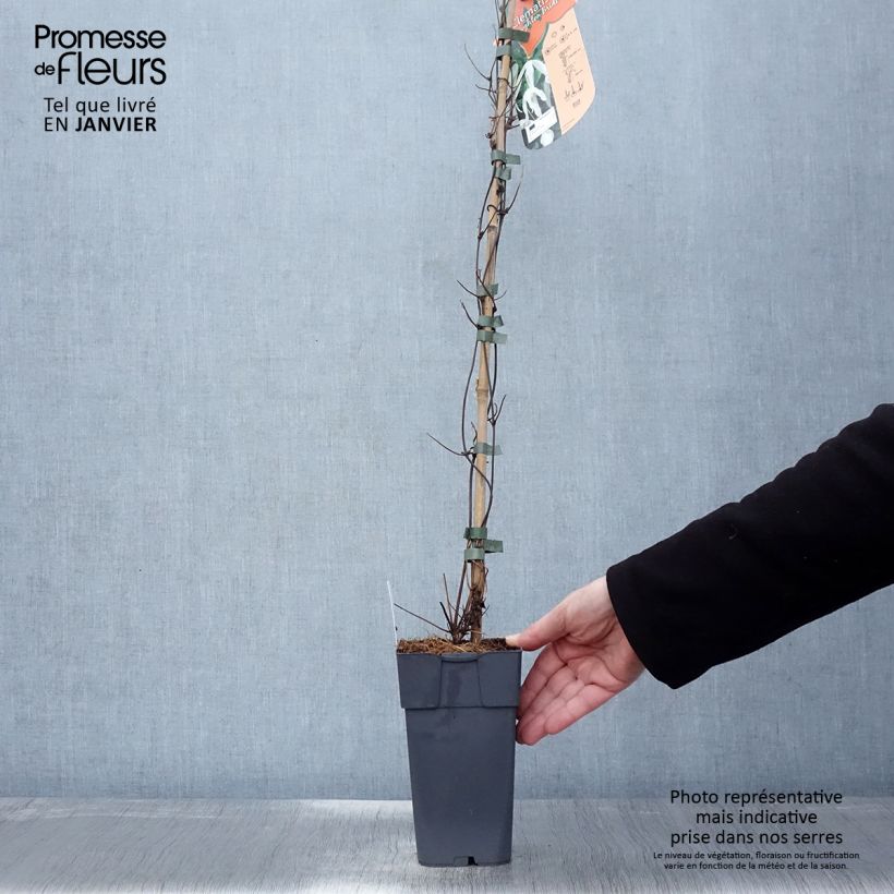 Clematis Beautiful Bride Maceta 2L/3L Ejemplar entregado en invierno