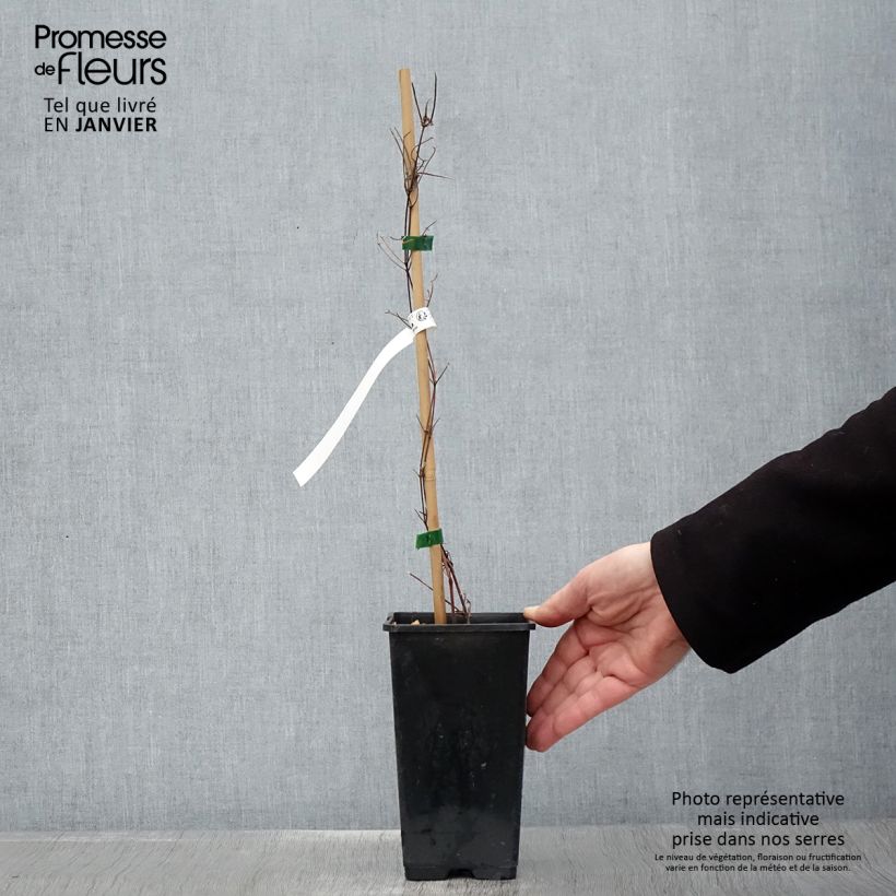 Clematis Carnaby Maceta 1,5L/2L Ejemplar entregado en invierno