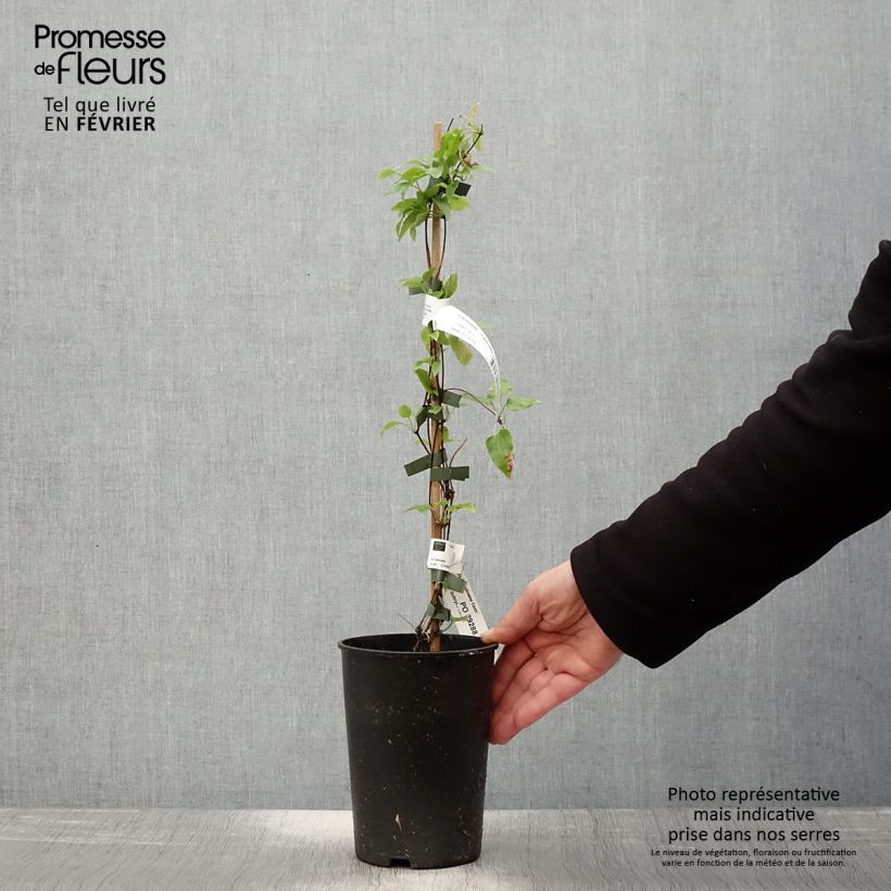 Clematis cirrhosa Lansdowne Gem - Aján Maceta 2L/3L Ejemplar entregado en invierno