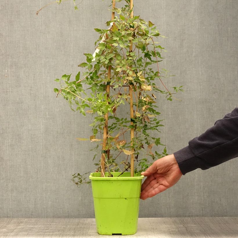 Ejemplar de Clematis cirrhosa Winter Parasol - Aján Maceta 2L/3L entregado en verano