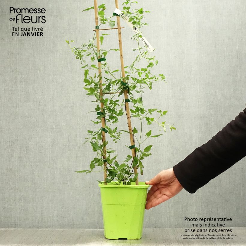 Clematis cirrhosa Winter Parasol - Aján Maceta 2L/3L Ejemplar entregado en invierno
