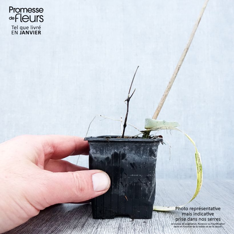 Clematis Comtesse de Bouchaud Maceta de 8/9 cm Ejemplar entregado en invierno