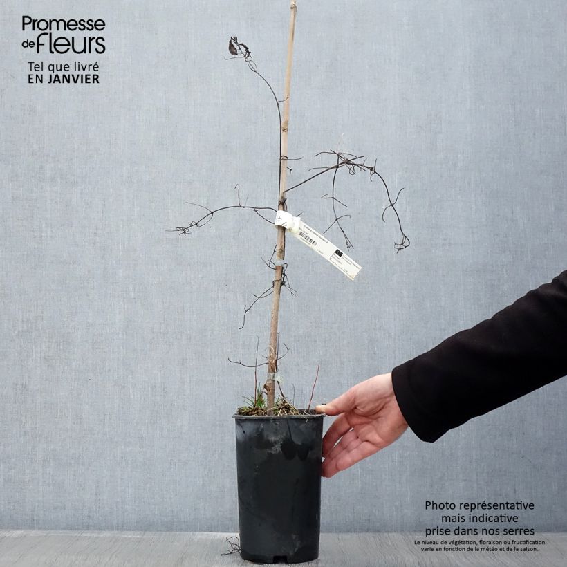Clematis Crystal Fountain Maceta 2L/3L Ejemplar entregado en invierno