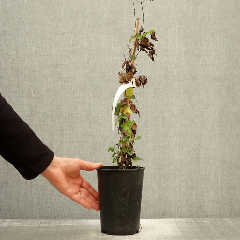 Ejemplar de Clematis Destiny Maceta 1,5L/2L entregado en otoño