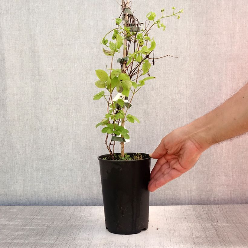 Ejemplar de Clematis Destiny Maceta 1,5L/2L entregado en verano