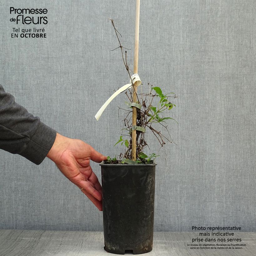 Ejemplar de Clematis Diamantina Maceta 2L/3L entregado en otoño