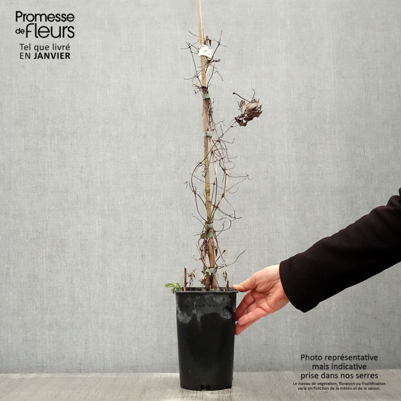 Clematis Diamantina Maceta 2L/3L Ejemplar entregado en invierno