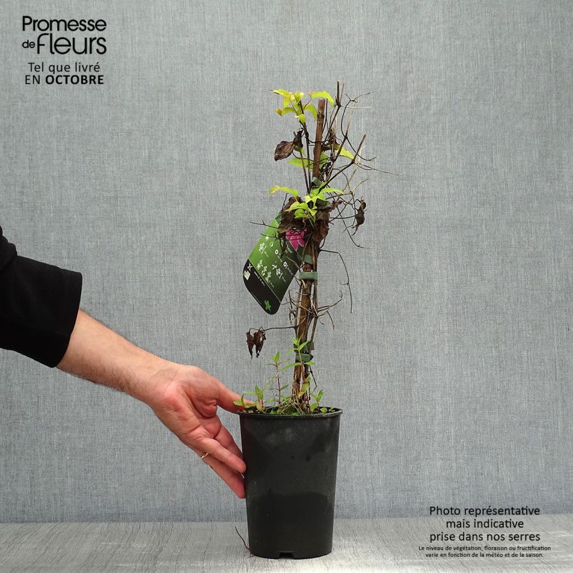 Ejemplar de Clematis Docteur Ruppel Maceta 2L/3L entregado en otoño