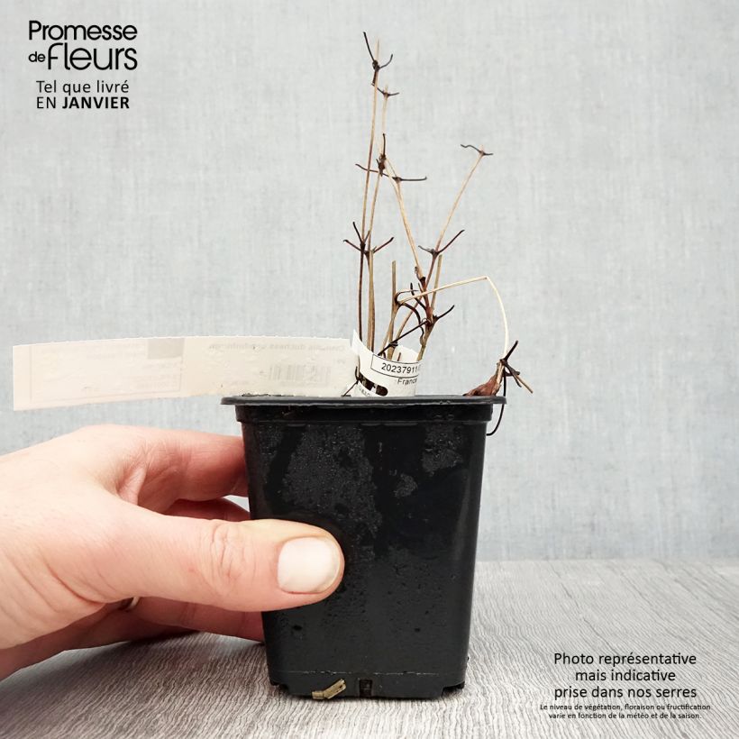 Clematis Duchess of Edinburgh Maceta de 8/9 cm Ejemplar entregado en invierno