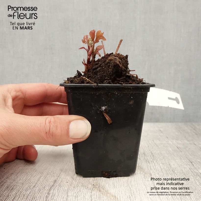 Clematis Duchess of Edinburgh Maceta de 8/9 cm Ejemplar entregado en la primavera