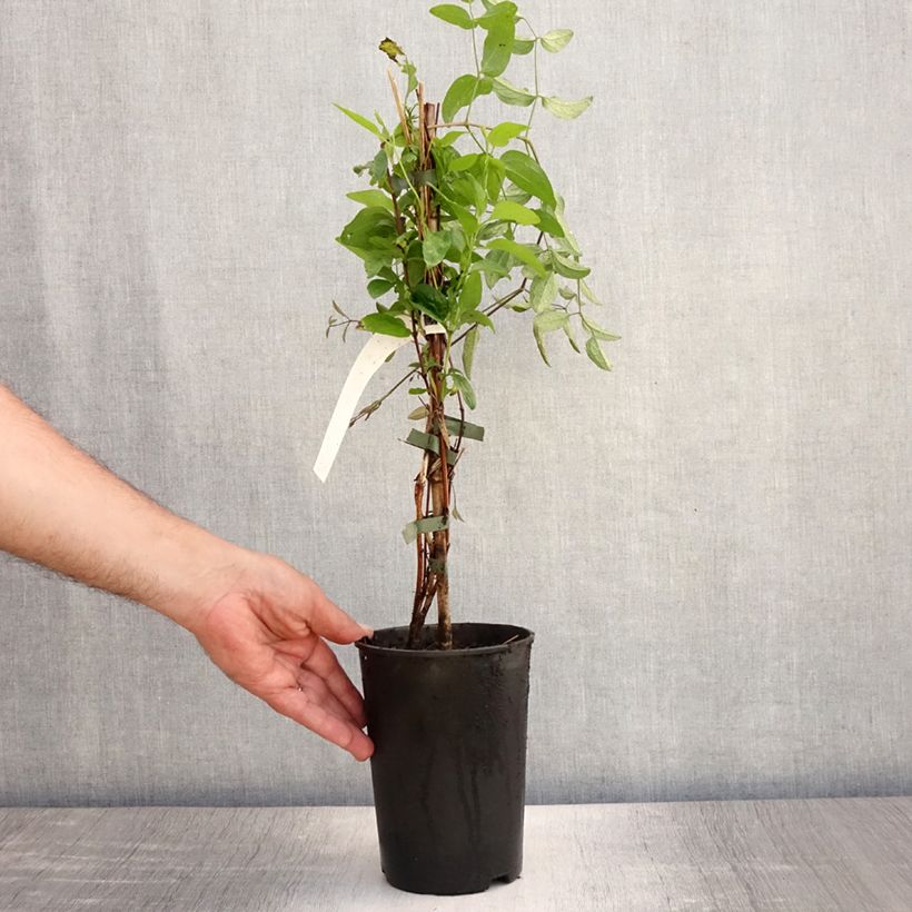Ejemplar de Clematis Eriostemon Maceta 2L/3L entregado en verano