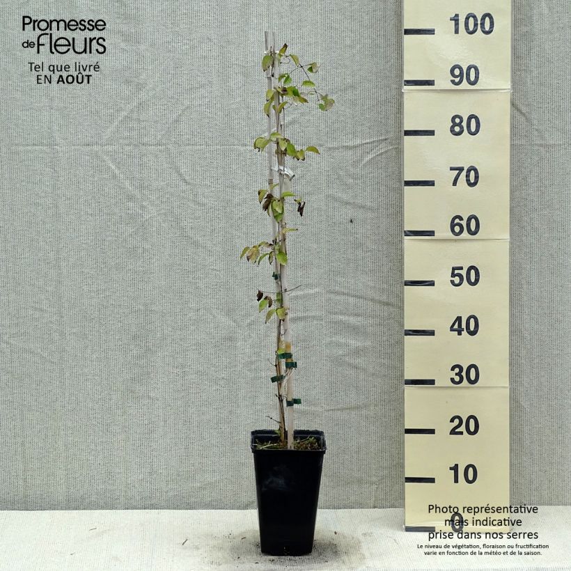Ejemplar de Clematis Etoile Nacrée Maceta 2L/3L entregado en verano