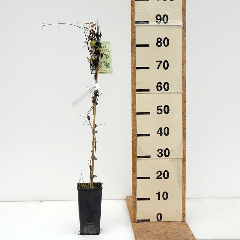 Ejemplar de Clematis First Love - Clemátide Maceta 2L/3L entregado en otoño