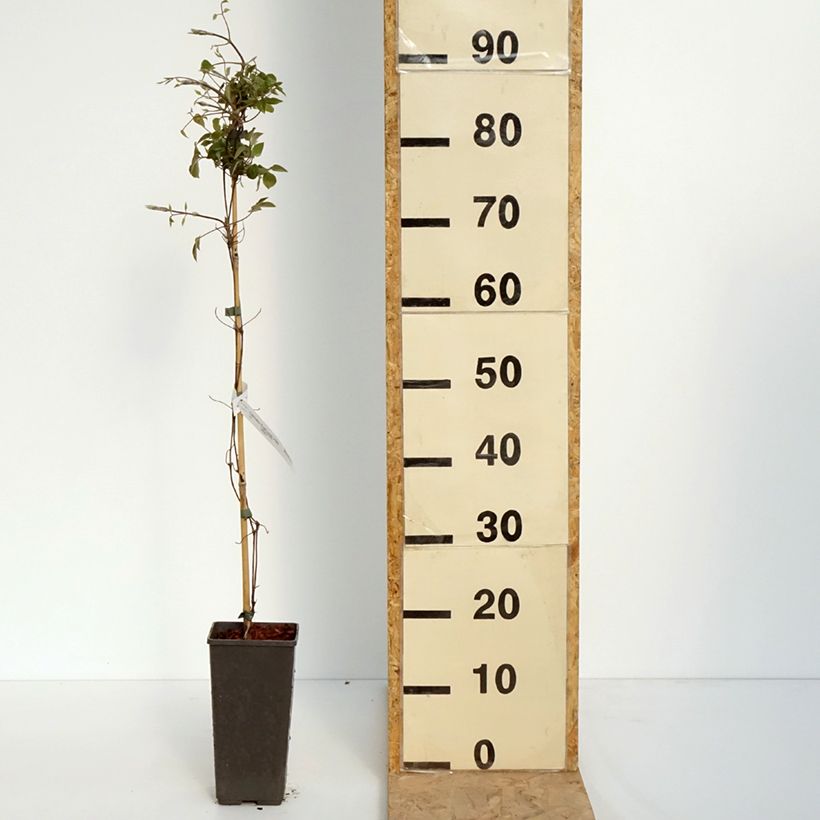 Clematis First Love - Clemátide Maceta 2L/3L Ejemplar entregado en la primavera