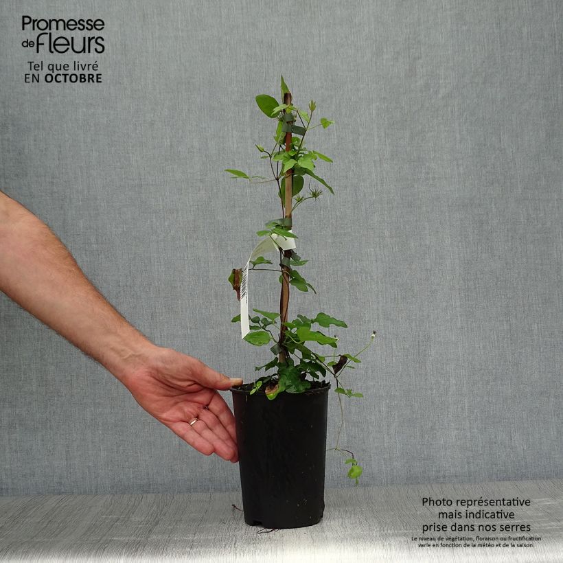Ejemplar de Clematis jackmanii Forever Friends Maceta 2L/3L entregado en otoño